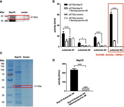 Antibiotic-Induced Primary Biles Inhibit SARS-CoV-2 Endoribonuclease Nsp15 Activity in Mouse Gut